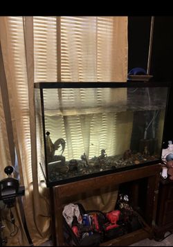 50 gallon or large fish tank with stand and bubble filter
