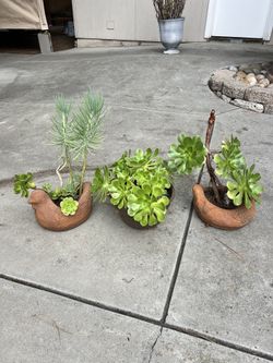 Succulents in Pots ($5 Each)
