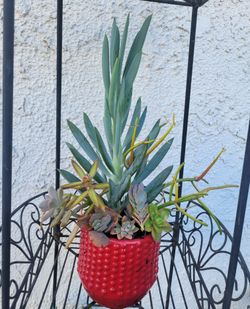 Succulents