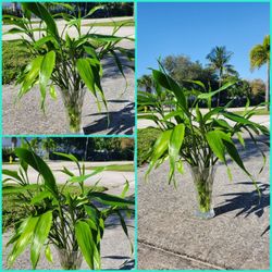 Japanese Bamboo Plants.  $10 For The Whole Plant 