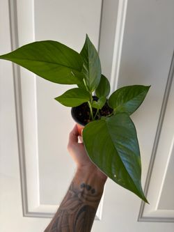 Golden Pothos ☀️