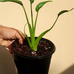 Alocasia Tiny Dancer 
