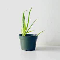 Aloe Vera Succulent Cactus Plant/ House Plant/ Indoor Plant/ Flower Patio Garden