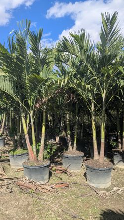 Christmas Palms about 8 feet Tall Privacy Isolate Your Home From Noisy Neighbors