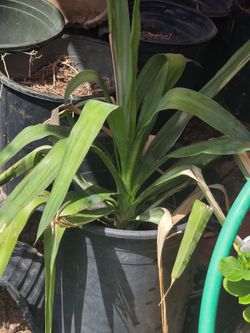 1.5 ft yucca in pot