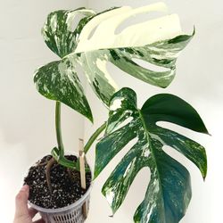 Monstera Albo (Mid Cut)