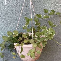 Plant