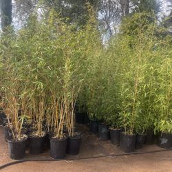 5 Gallon Size- Bamboo Plants- Multiple Varieties Available 
