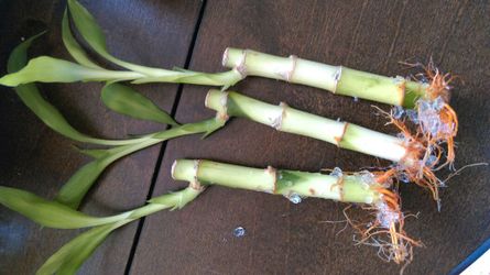 Fresh live bamboo stalks