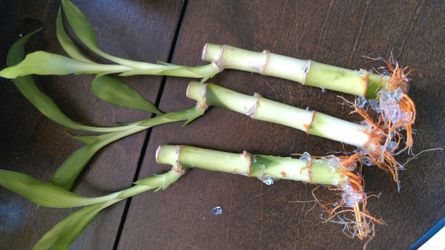 Fresh live bamboo stalks