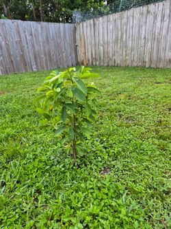 Soursop , Guanabane , tree from Columbi
