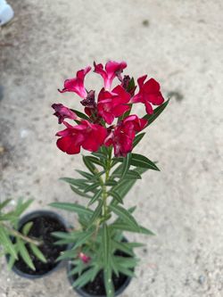 Oleander plant