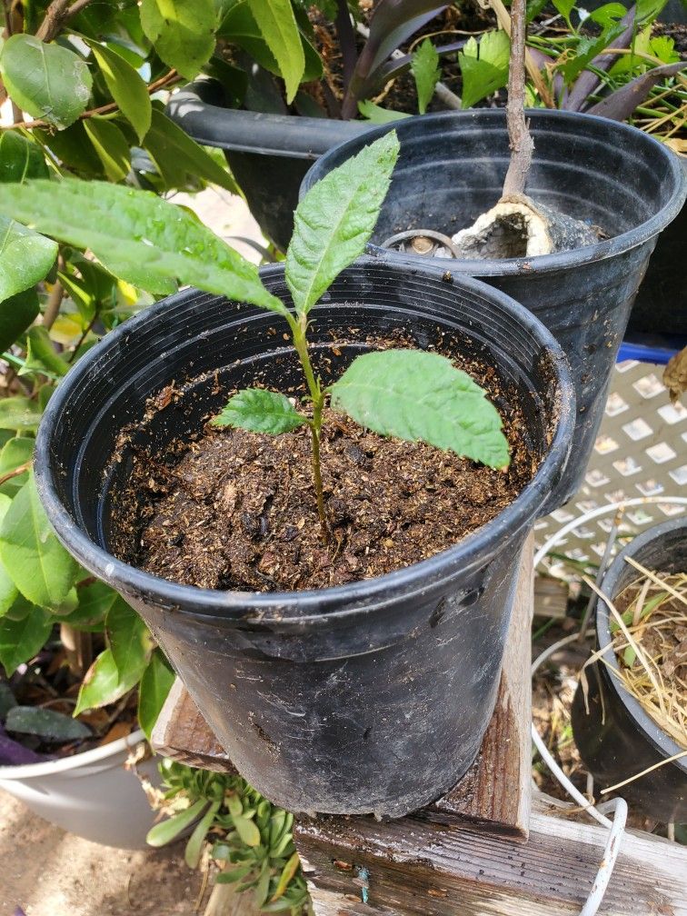 Loquat Tree Small/ Japanese Plum