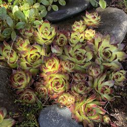 Succulents Hens and Chicks 