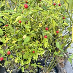 Chiltelin - Piquín - Bird Pepper - Capsicum annuum L - Chile Tepin, Chile Pequin, Chiltepin, Chile Petin, Bird Pepper - Beautiful abundant chili plan