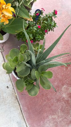 Succulents
