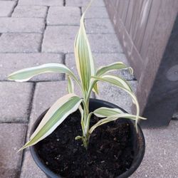 Song Of India Potted Plants