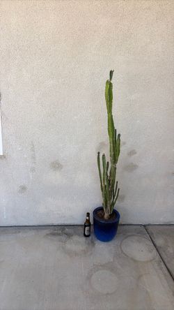 Big cactus on a very nice pot!