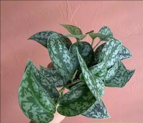 Lush Trailing Silver Satin Pothos Money plant/ indoor Plant/ house plant/ flower patio garden