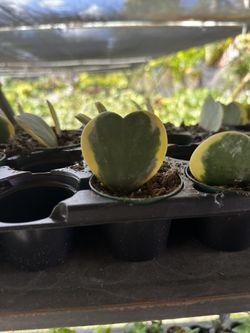 Heart Plant