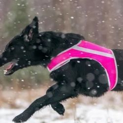 XXL Reflective Dog Vest