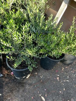 Minnie Ollie bushes 5 gallon pot 15$ each