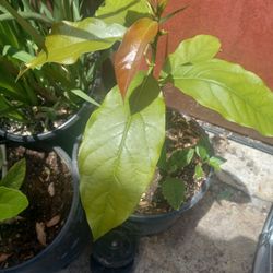 Avocado Tree 😃😃😃😃🌿🌿🥑🥑🥑🥑