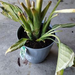 Diffenbachia Live Plant 