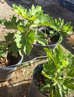 Fig trees