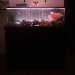 Fish Tank 