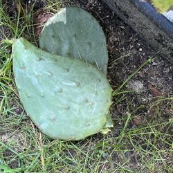 Prickley Pear Cactus Plant ( Read Description Below)