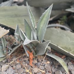 Alovera Plant