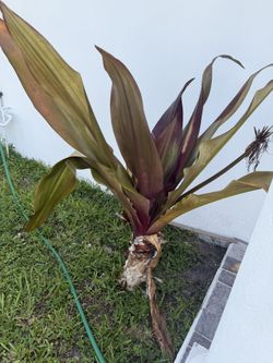 Large Queen Emma Plants