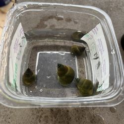 Aquarium/pond