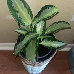 Aglaonema Green Glow - Variegated Aglaonema