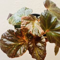 Begonia Midnight Sun