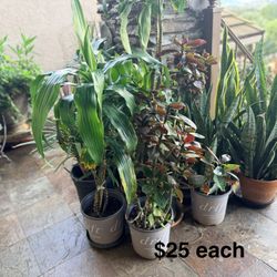 Plant Sale Indoor And Outdoor Snake Plant 