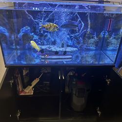 Fish Tank + Fish Bundle – Ready to Go
