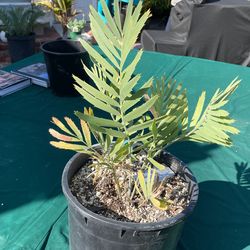 Encephalartos  Eugene-maraisii    Cycad