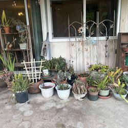Plants With Pots