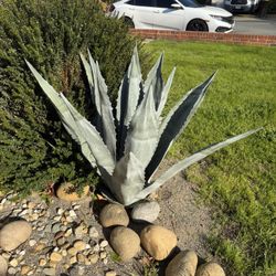 Mature, Agave, Ready For Its New Home