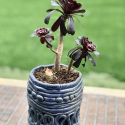 $16 Black Irish Rose Succulent 