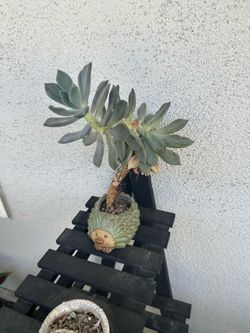 Succulent