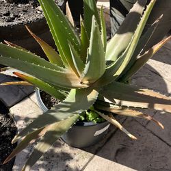 Aloe Vera Plant