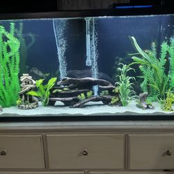 55 Gallon Fish Tank 