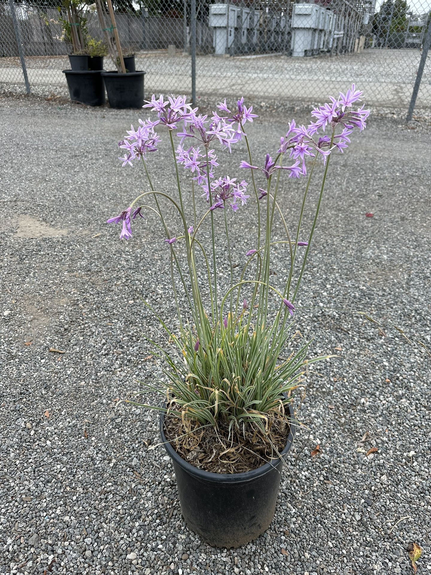 Variegated Society Garlic