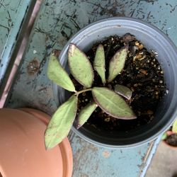 Hoya Plant