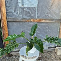 Philodendron Jungle Boogie Plant 8" Pot
