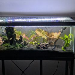 20 gallon long aquarium with stand and aquarium accessories