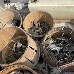 Blue Crabs Saturdays Only